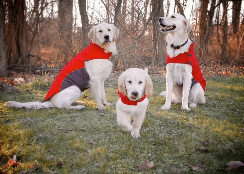 Apex Dog Winter Jackets