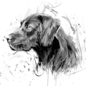 Black Labrador Card