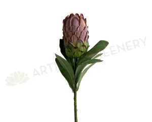 F0349 Protea Neriifolia Single Stem 74cm Light Brown