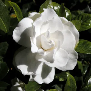 Gardenia Cape Jasmine Gardenia jasminoides 100 Seeds  USA Company
