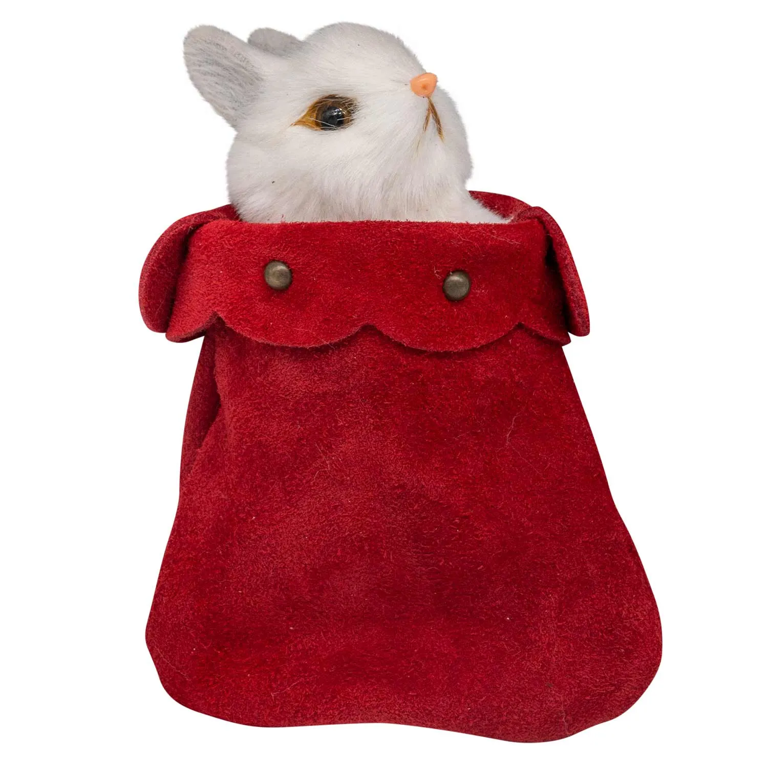 Pet Companion Roger