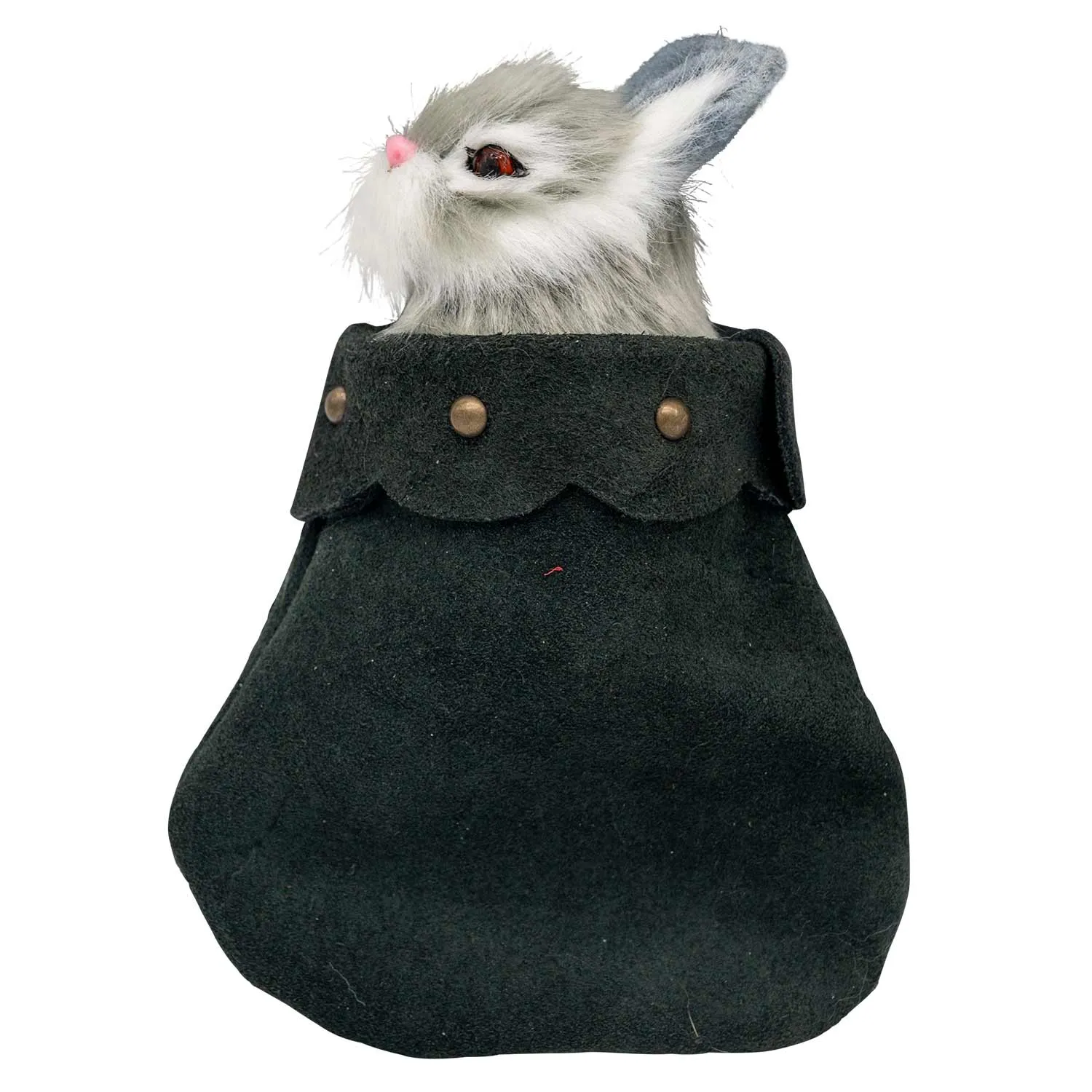 Pet Companion Roger