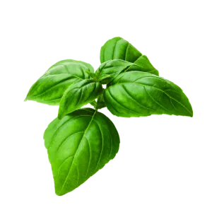 Super Sweet Genovese Basil